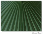 Linee verdi Linee verdi