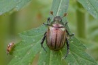 Cetonia accogliente Cetonia accogliente