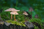 Lamicrovita nel sottobosco Lamicrovita nel sottobosco