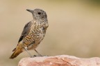 Codirossone (Monticola saxatilis) Codirossone (Monticola saxatilis)