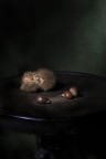 Still Life Still Life