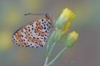 Melitaea-didyma_DSC8166