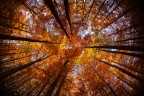 cupola autunnale cupola autunnale
