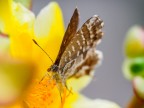 La farfallina e la Portulaca La farfallina e la Portulaca
