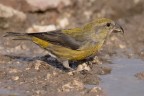 Crociere  (Loxia curvirostra)