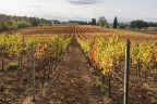 Lunga distesa.. Vigneti Toscani.2 Lunga distesa.. Vigneti Toscani.2
