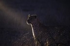 La notte del leopardo La notte del leopardo