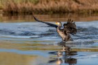 Cormorano Cormorano