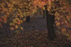 La magia dell'autunno La magia dell'autunno