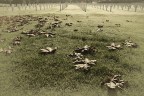 Il cimitero dei poeti Il cimitero dei poeti