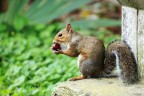 buon appetito buon appetito