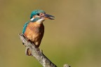 Kingfisher