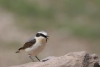 Culbianco (Oenanthe oenanthe) Culbianco (Oenanthe oenanthe)