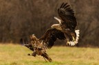 Fighting Eagles Fighting Eagles