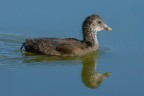 Gallinella giovane Gallinella giovane