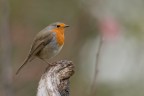 Pettirosso in unabuia e piovosa giornato di Dicembre Pettirosso in unabuia e piovosa giornato di Dicembre
