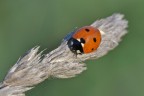 Coccinella