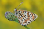 Melitaea phoebe Melitaea phoebe