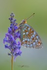 Argynnis-niobe_DSC1156