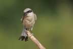 Averla piccola (Lanius collurio) Averla piccola (Lanius collurio)