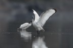 Ibis sacro in una buia e gelida giornata... Ibis sacro in una buia e gelida giornata...