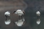 Ibis sacro Ibis sacro