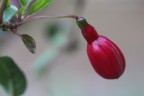 fucsia fucsia