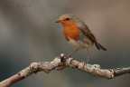 Pettirosso Pettirosso