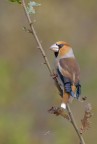 Frosone_DSC5846 Frosone_DSC5846
