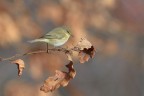 Lui-piccolo_DSC0346 Lui-piccolo_DSC0346