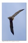 Aquila norvegese in virata Aquila norvegese in virata