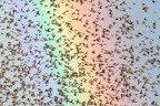 L'arcobaleno L'arcobaleno