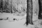 l'ultima nevicata...in BN l'ultima nevicata...in BN
