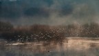 Adda_1 Adda_1