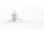 Betulla solitaria Betulla solitaria