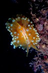 Antiopella cristata Antiopella cristata