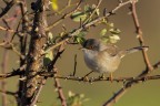 Occhiocotto (Sylvia melanocephala) Occhiocotto (Sylvia melanocephala)