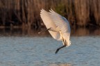 Spatola alle prime ore dell'alba Spatola alle prime ore dell'alba