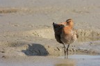 Pittima reale (Limosa limosa)