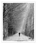 dentro il viale... dentro il viale...