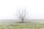 Nebbia e brina 4 Nebbia e brina 4