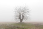 Gelso solitario nella nebbia Gelso solitario nella nebbia