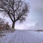 Il mio amico albero Il mio amico albero