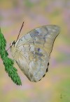 Archaeoprepona demophon (Linneaus, 1758) Archaeoprepona demophon (Linneaus, 1758)