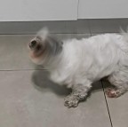 *** Mi gira la testa *** *** Mi gira la testa ***