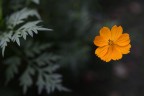 Selective flower Selective flower