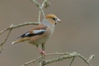 Frosone_DSC0792 Frosone_DSC0792