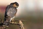 Sparviere (Accipiter nisus) Sparviere (Accipiter nisus)