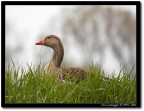 Passeggiando con un filo d'erba nel becco Passeggiando con un filo d'erba nel becco