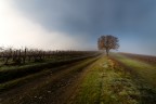 l'albero l'albero